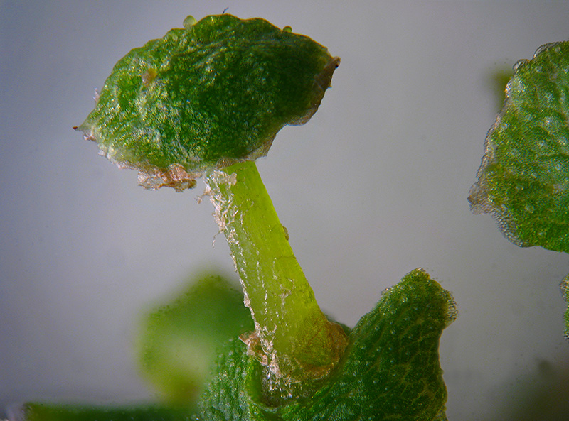 Marchantia polymopha